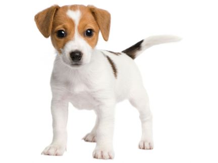 Sifflet ultrason pour chien «Son pur»